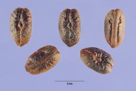   Seeds:   Vitis rotundifolia ; Photo by S. Hurst, USDA-NRCS Plants Database
